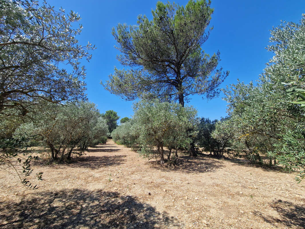 Terrain à CAVAILLON