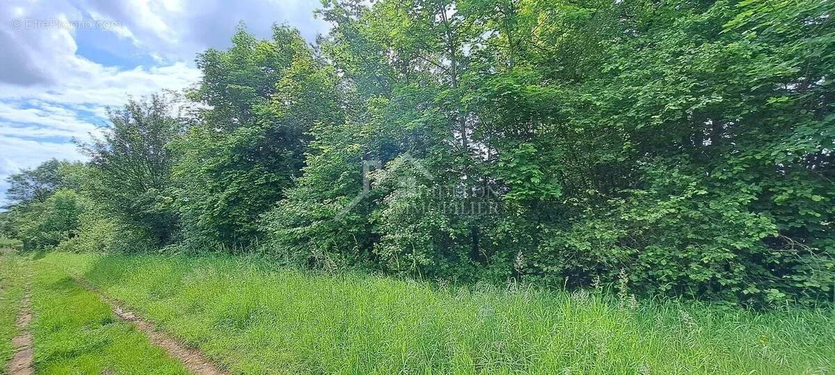 Terrain à MONTAUVILLE