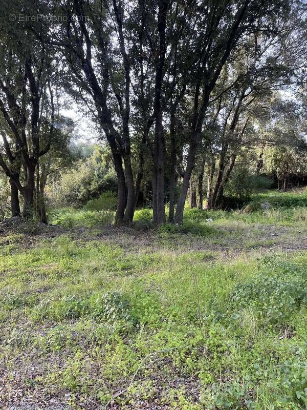 Terrain à BARBAGGIO