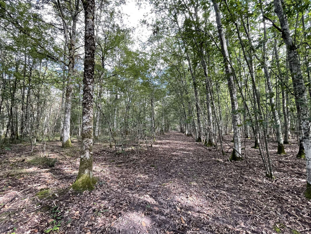 Maison à LA MAROLLE-EN-SOLOGNE