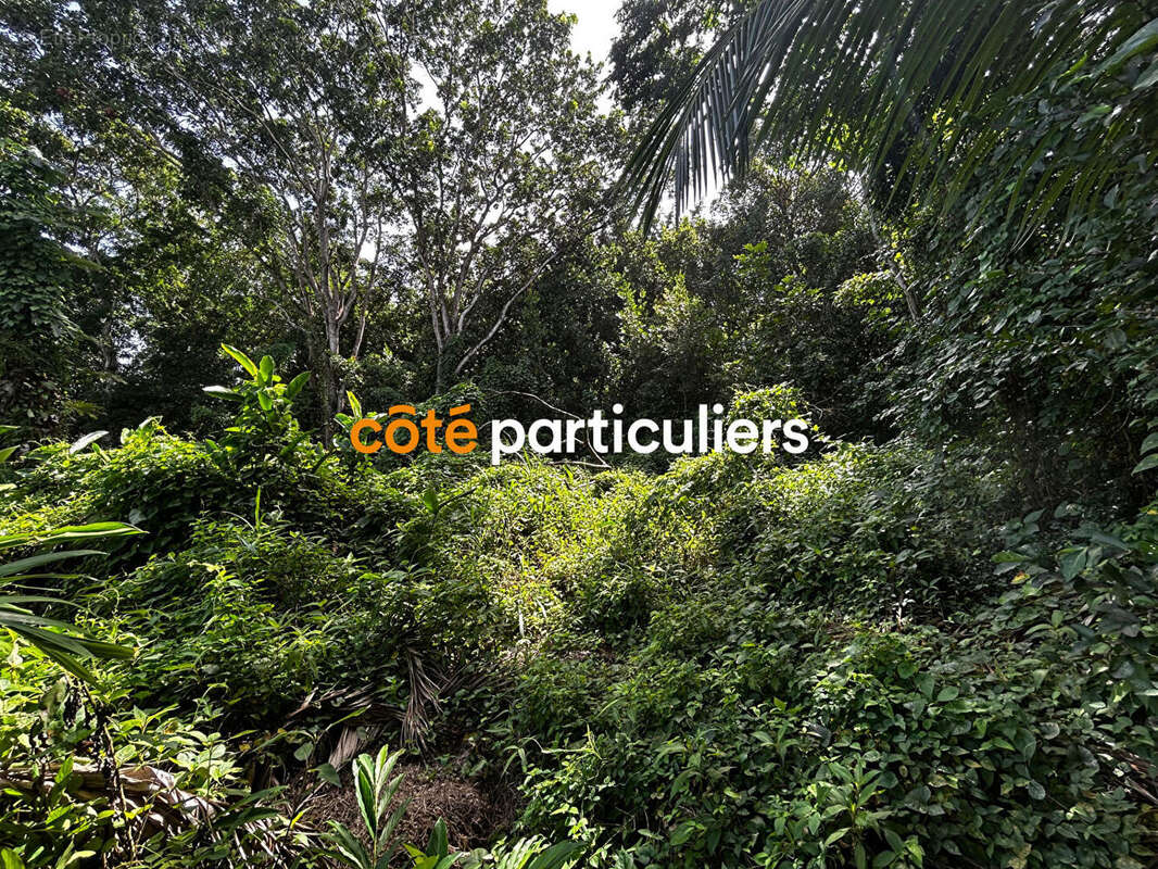 Terrain à SAINTE-ROSE