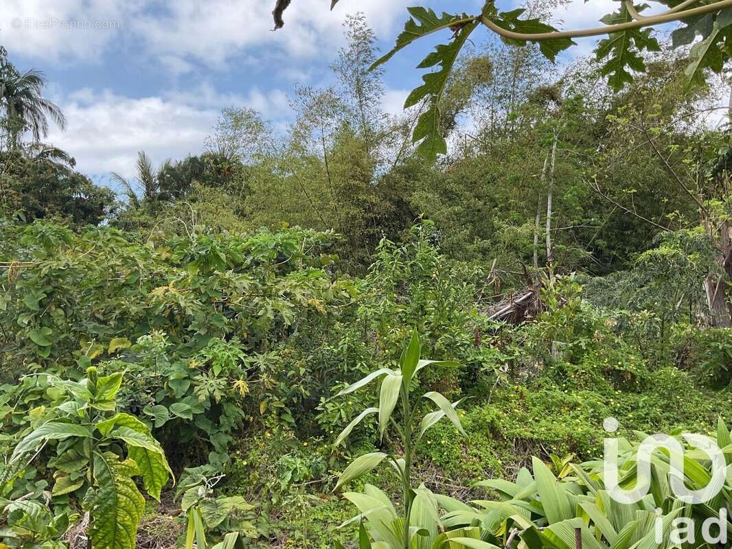 Photo 3 - Terrain à SAINT-JOSEPH