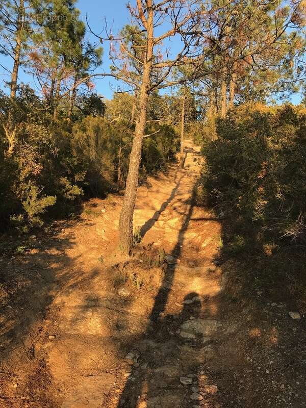 Terrain à BORMES-LES-MIMOSAS