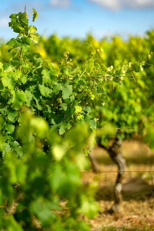 Maison à BELVEZE-DU-RAZES