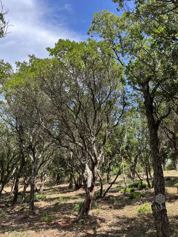 Terrain à SAINT-RAPHAEL