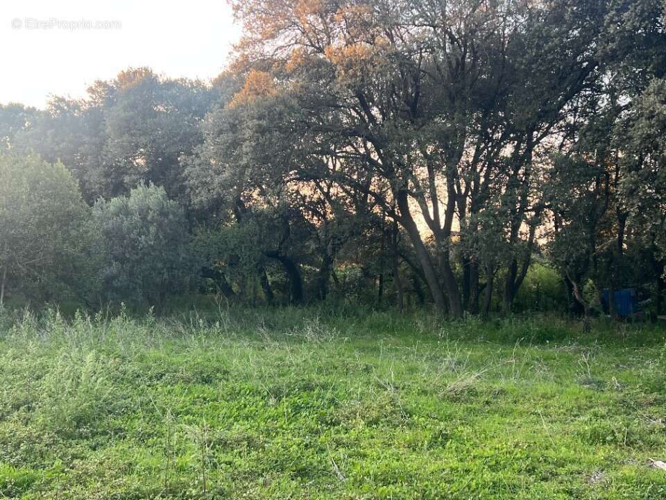 Terrain à PLAN-D'ORGON