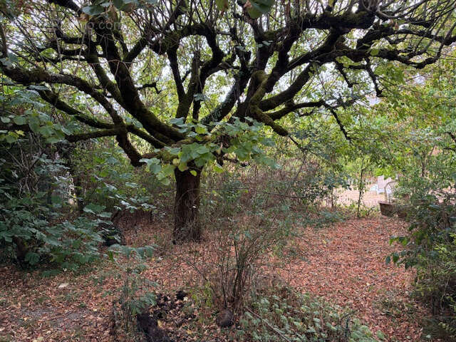 Maison à CASTELNAU-MONTRATIER