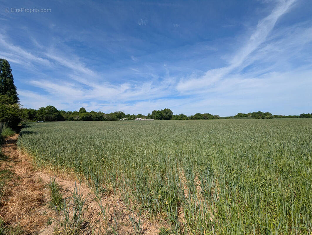 Terrain à CHAUVIGNY