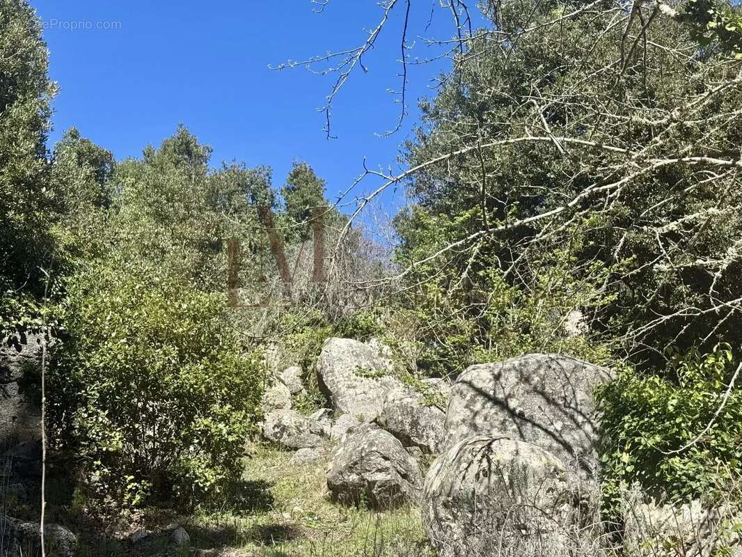 Maison à PORTO-VECCHIO