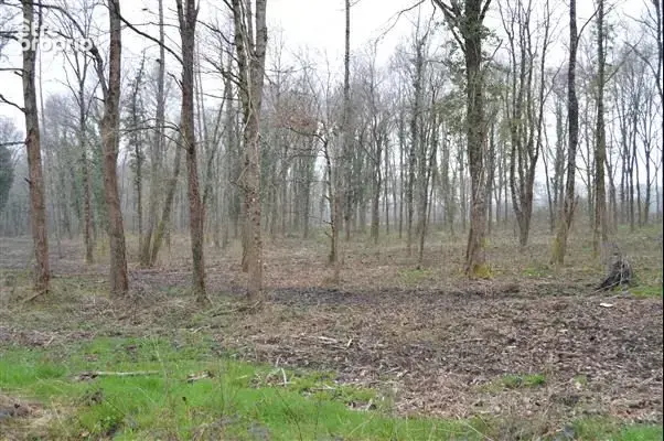 Terrain 22 000 m² à vendre à Nancay (18330) - photo 4