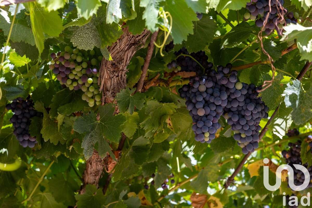 Photo 8 - Maison à VIOLES