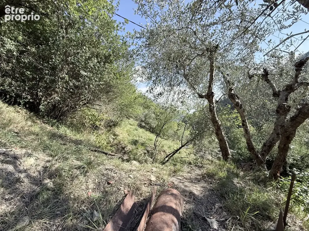 Vaste propriété de plus d’un hectare, entre oliviers centenaires et arbres fruitiers - photo 13