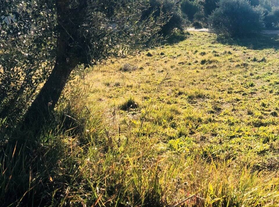 Terrain à PIGNANS