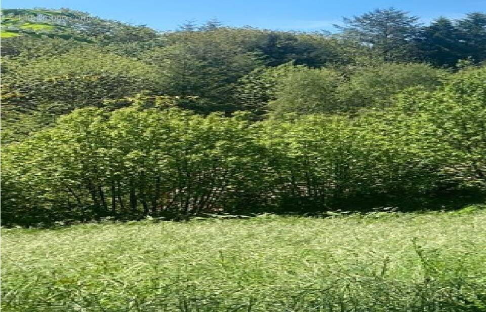 Terrain à FONTIERS-CABARDES