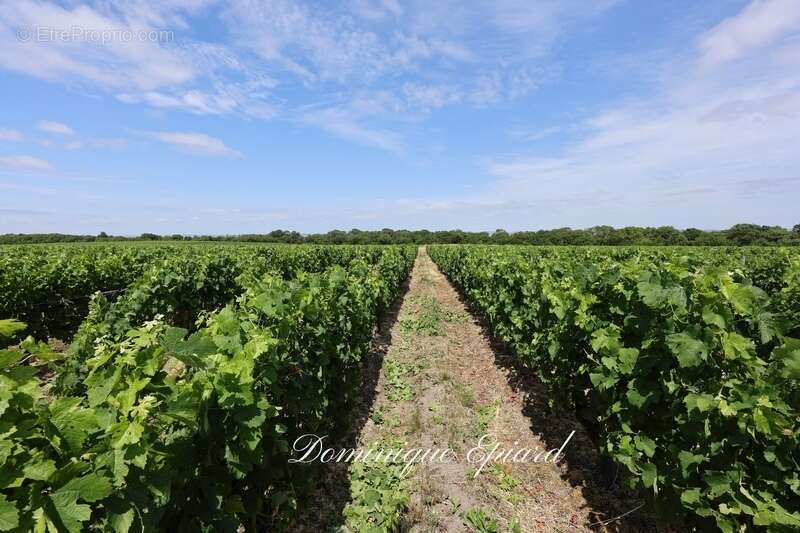 Exclusivité À VENDRE Vignoble Cru Bourgeois Médoc Vue exceptionnelle - photo 5