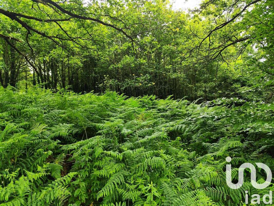 Photo 6 - Terrain à SAINT-JACUT-LES-PINS