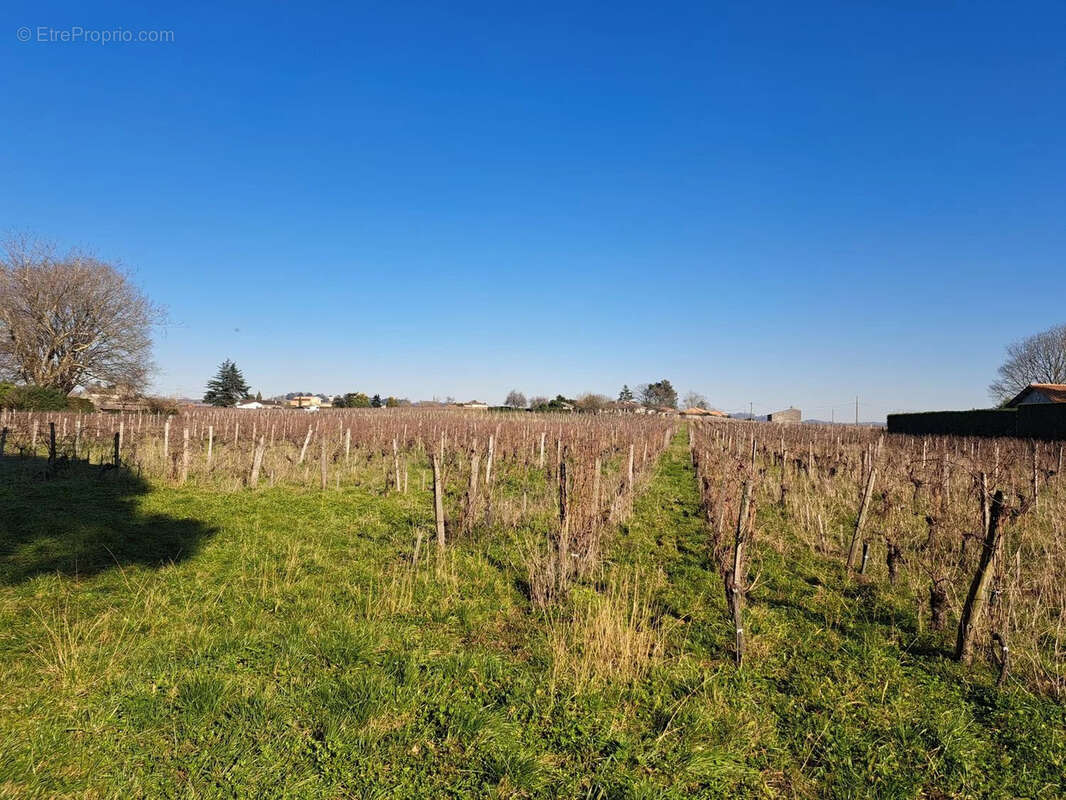 Propriété viticole en Bio à vendre Saint Emilion - Réf 1140 - photo 2