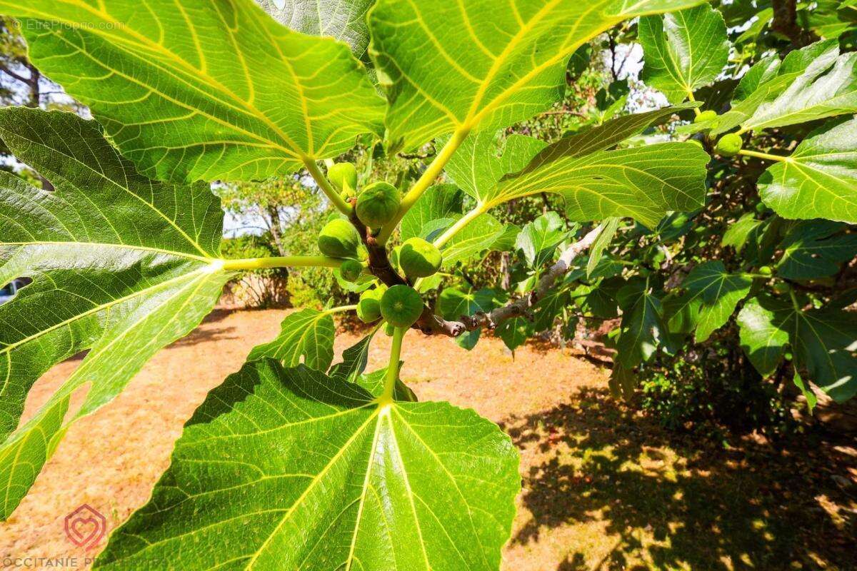 Maison à CARCASSONNE