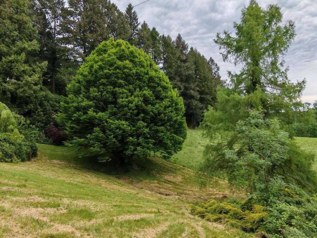 IMG20250507162501 - Maison à PIEGUT-PLUVIERS