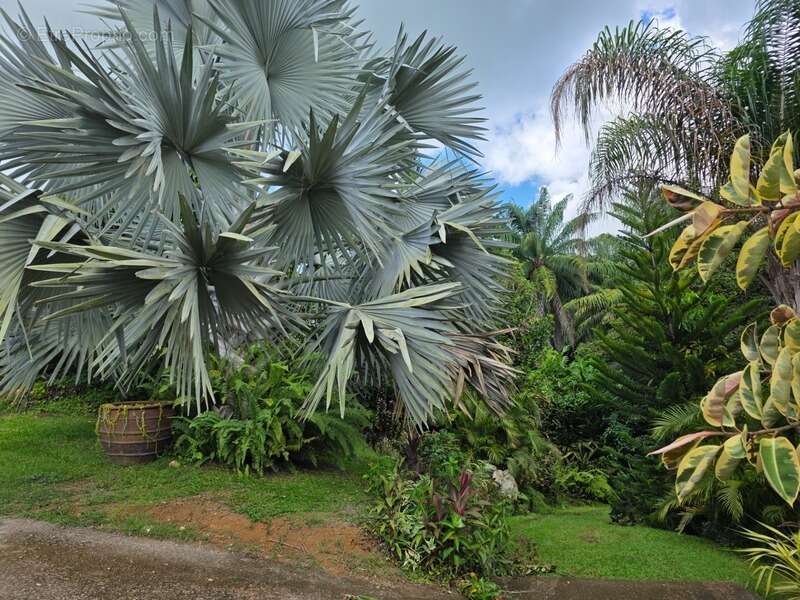 Maison à BAIE-MAHAULT
