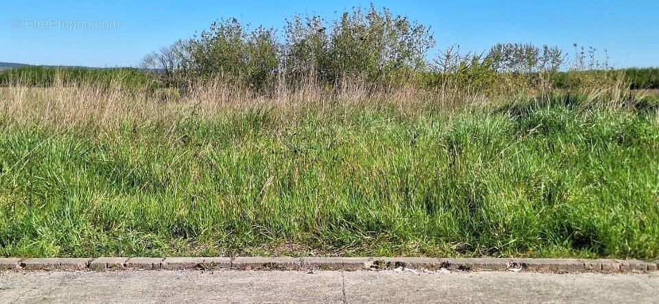 Terrain à SAINT-LYS