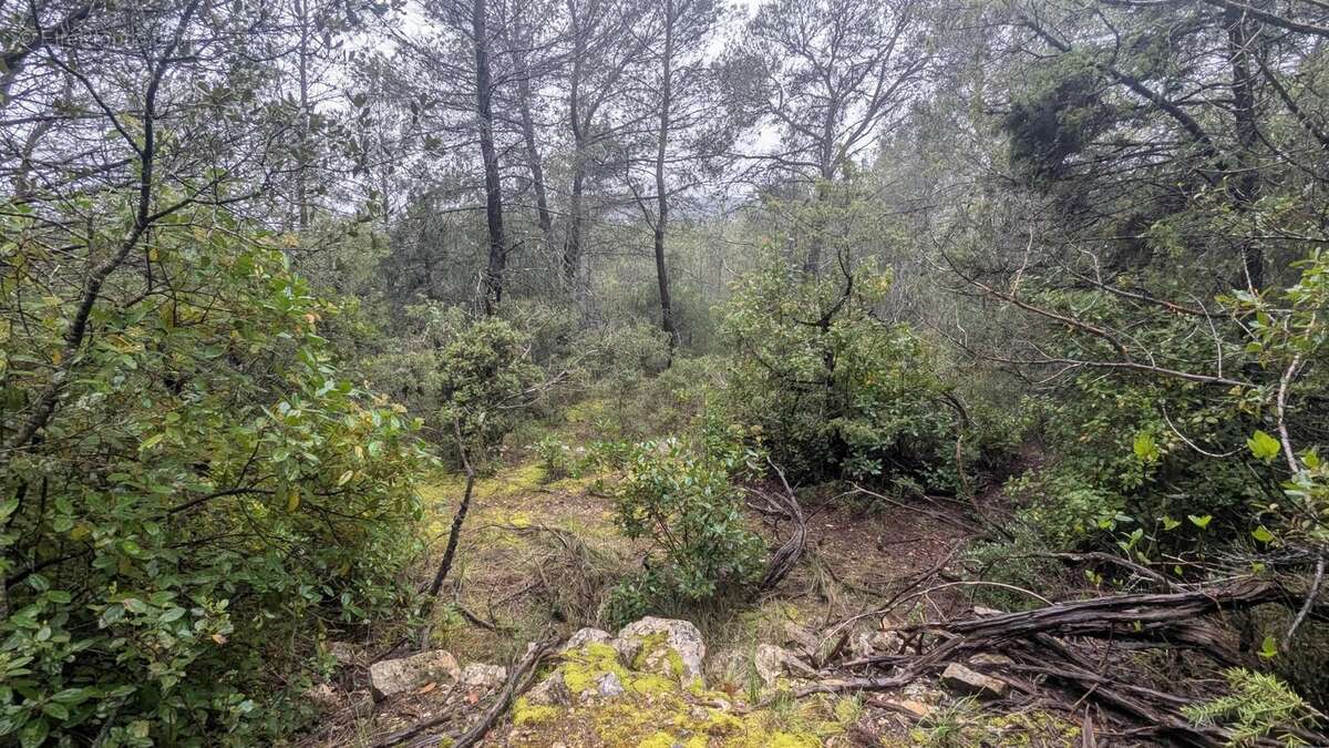 COTIGNAC - Rare à la vente 13.992m² boisés avec ruines de cabanon - photo 6
