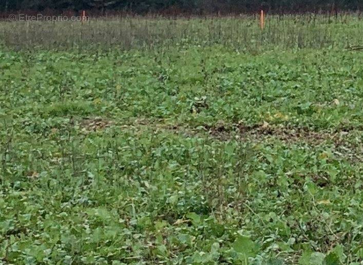 Terrain à SAINT-HILAIRE-DE-CHALEONS