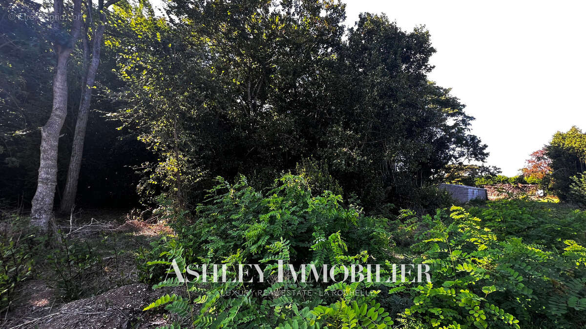 Terrain à NIEUL-SUR-MER