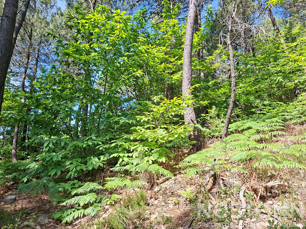 Terrain à SAINT-MARTIN-DE-BOUBAUX