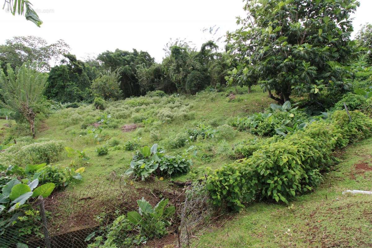 Terrain à SAINT-JOSEPH