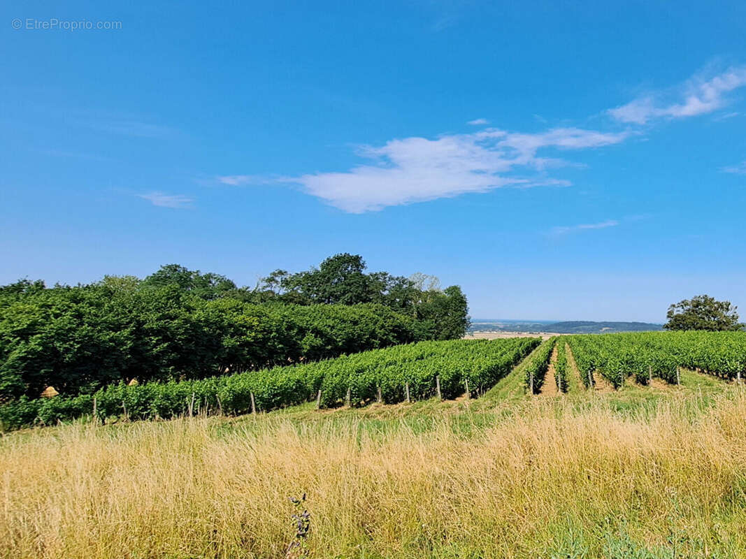 Bâtisse en pierre à réhabiliter, vue sur le vignoble Jurassien à Ménétru-Le-Vignoble (39210), 1818m² de jardin arboré - photo 5