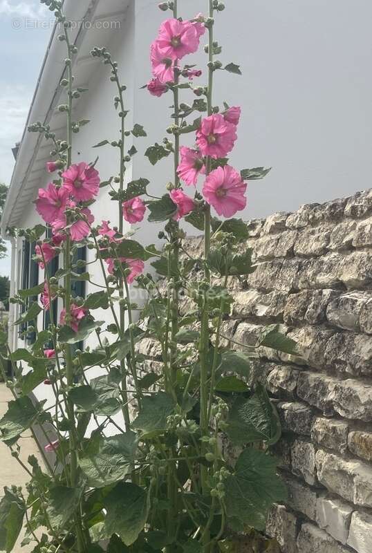 Maison à LE BOIS-PLAGE-EN-RE