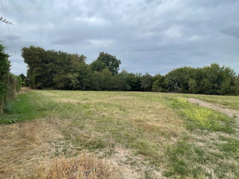 Terrain à SAINT-FELIX-DE-FONCAUDE