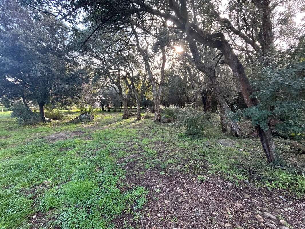 Terrain à PIETRACORBARA