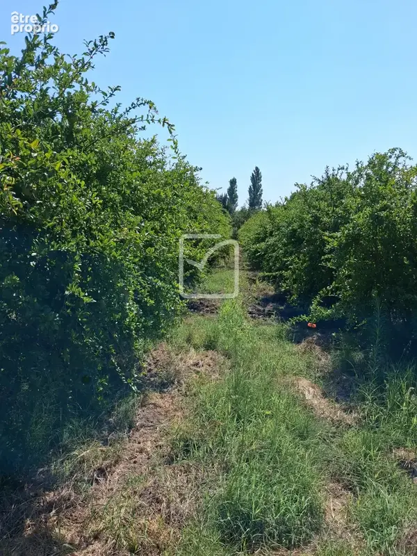 Terrain clos et arboré par de nombreux arbres fruitiers - photo 10