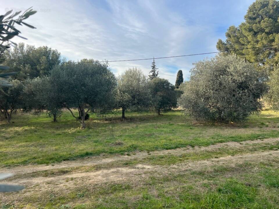 Terrain à SAINT-CHAMAS