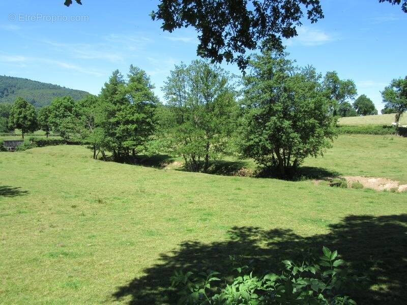 Terrain à LES OLMES