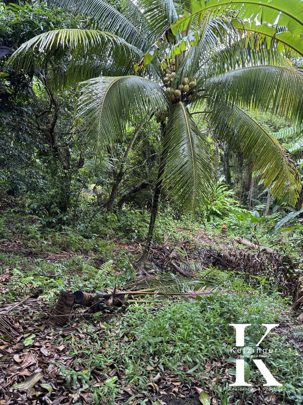 Terrain à LA TRINITE