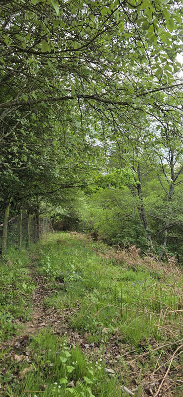 Terrain à LE MAYET-DE-MONTAGNE