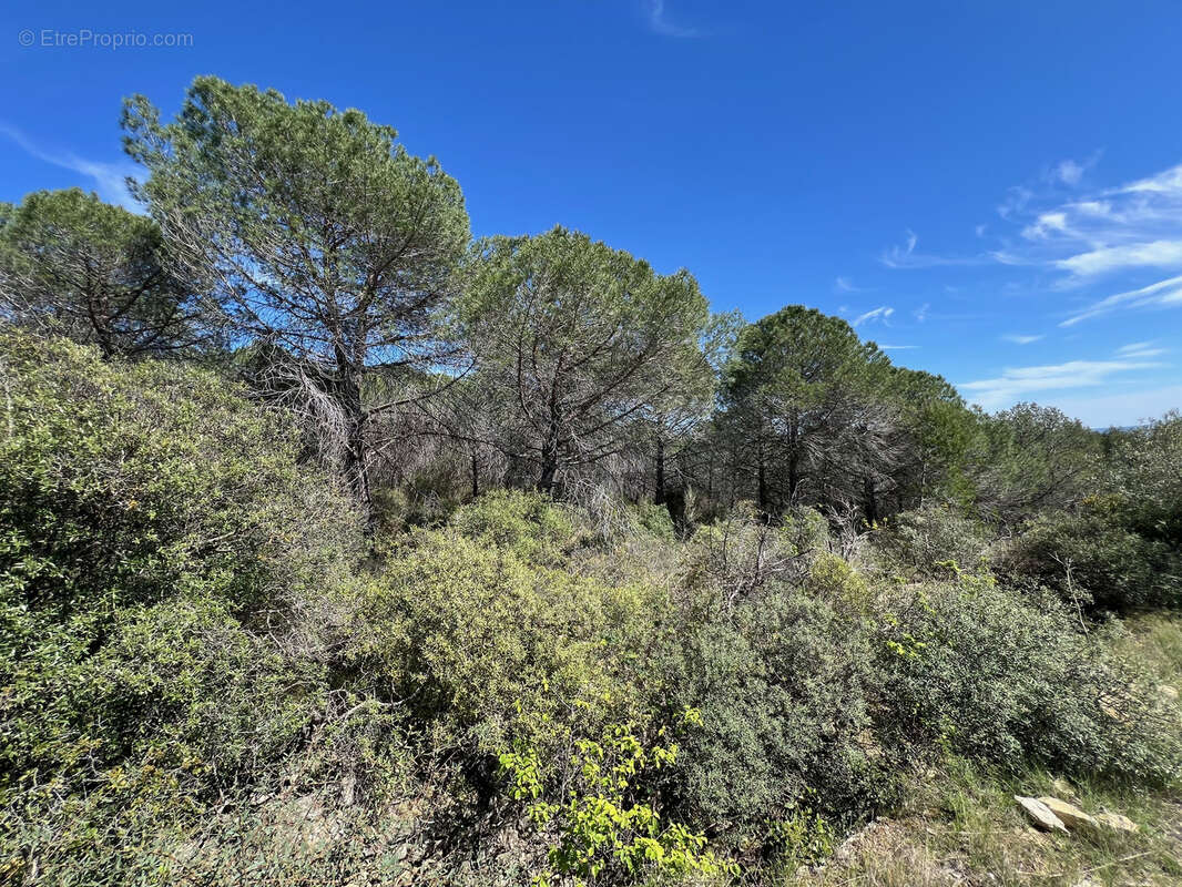 Terrain à LA LIVINIERE