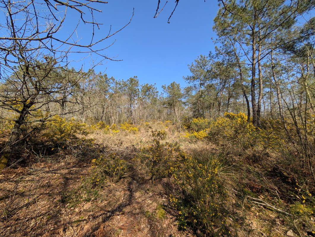 Terrain à CAMPENEAC