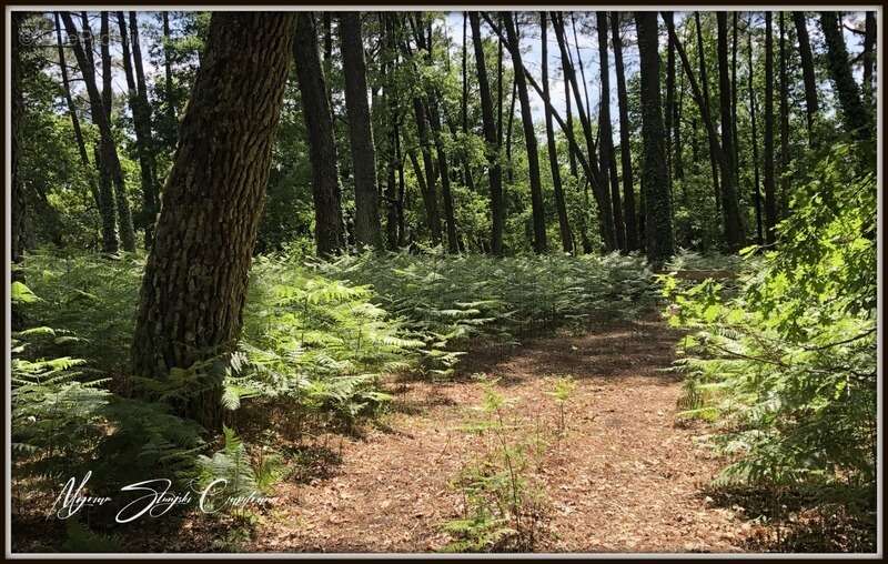 Maison à PARENTIS-EN-BORN