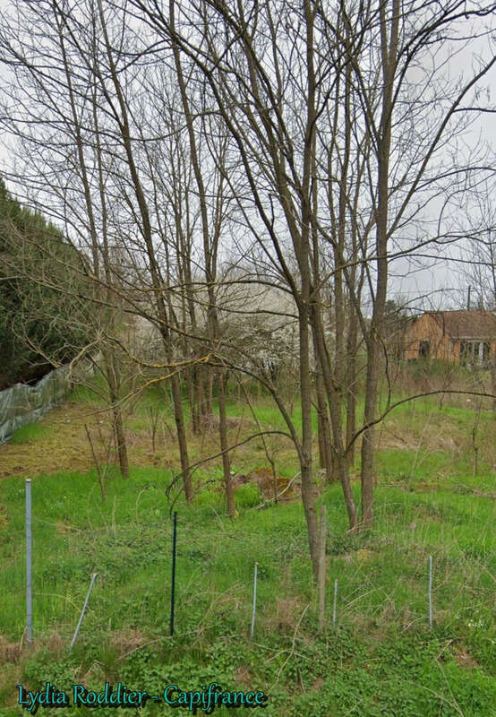 Terrain plat clôturé et arboré 1415 m2 à Puy-Guillaume-63290 - photo 2