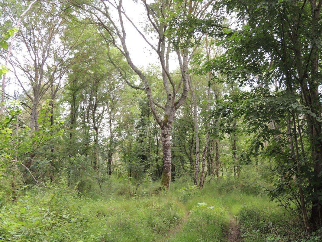 Propriété de chasse Myennes 8 pièce(s) 254 m2 - photo 10