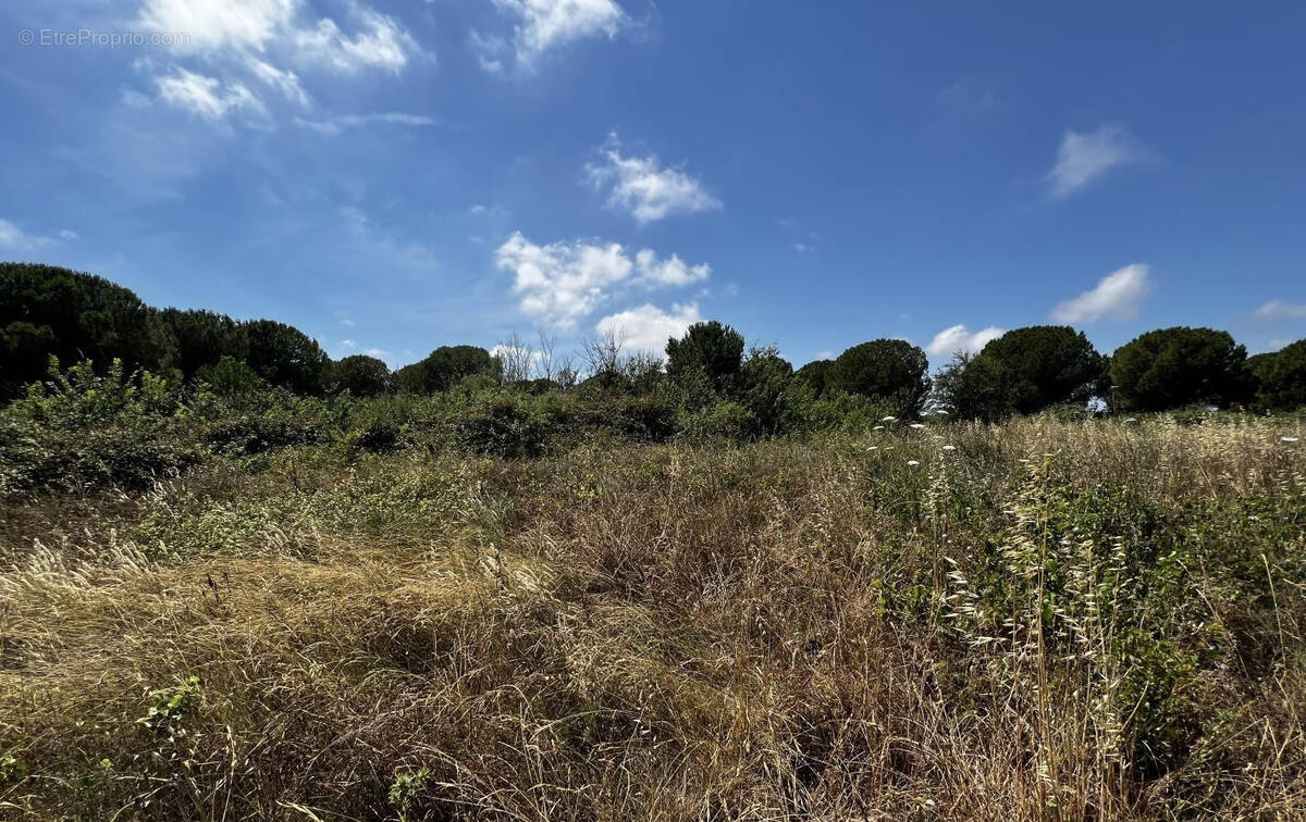Terrain à MARSEILLAN
