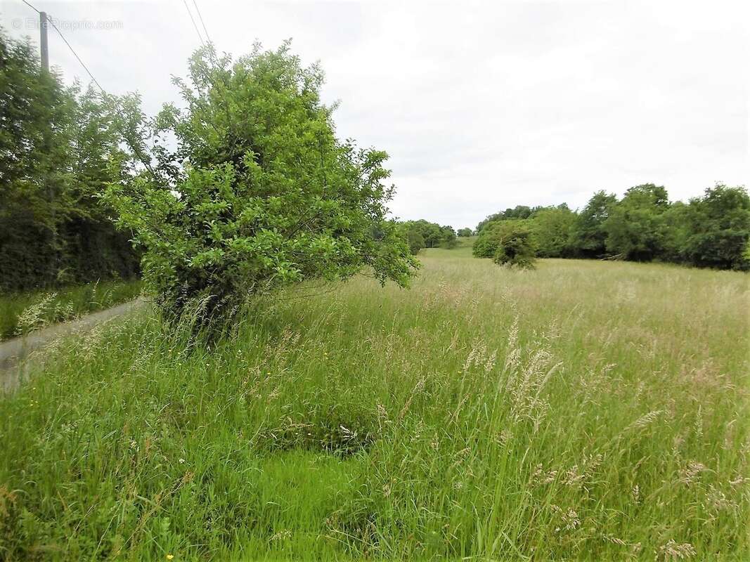 Terrain 2400 m² à Vignols  - photo 80