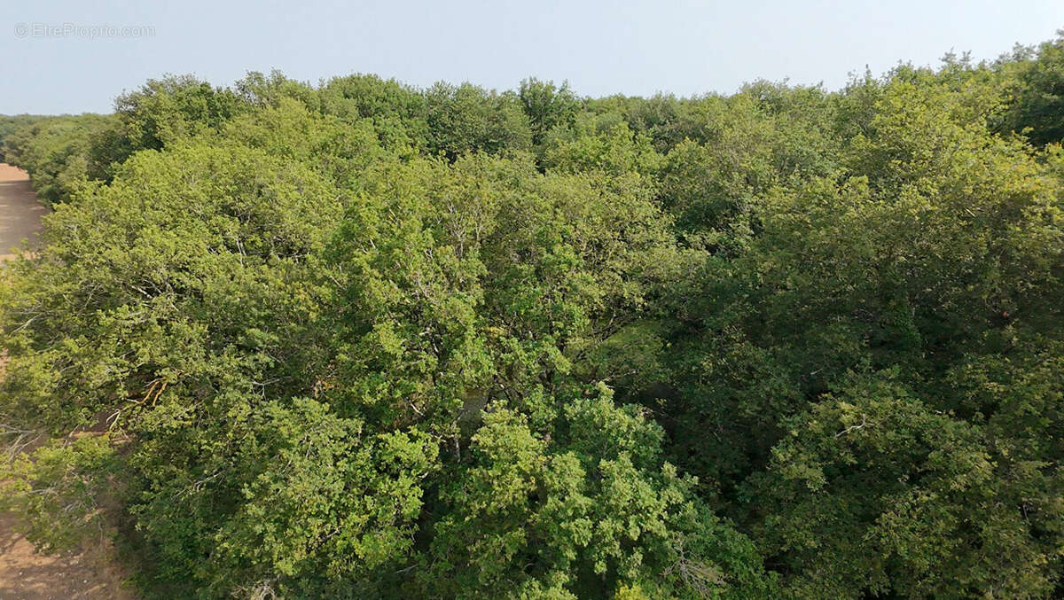 Terrain à USSON-DU-POITOU