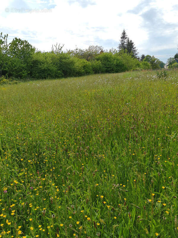 Terrain à MONTENEUF