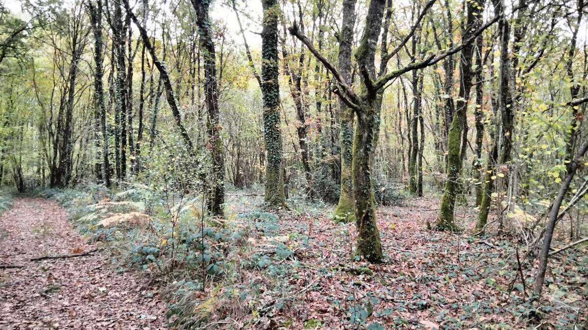 Terrain à VOUILLE