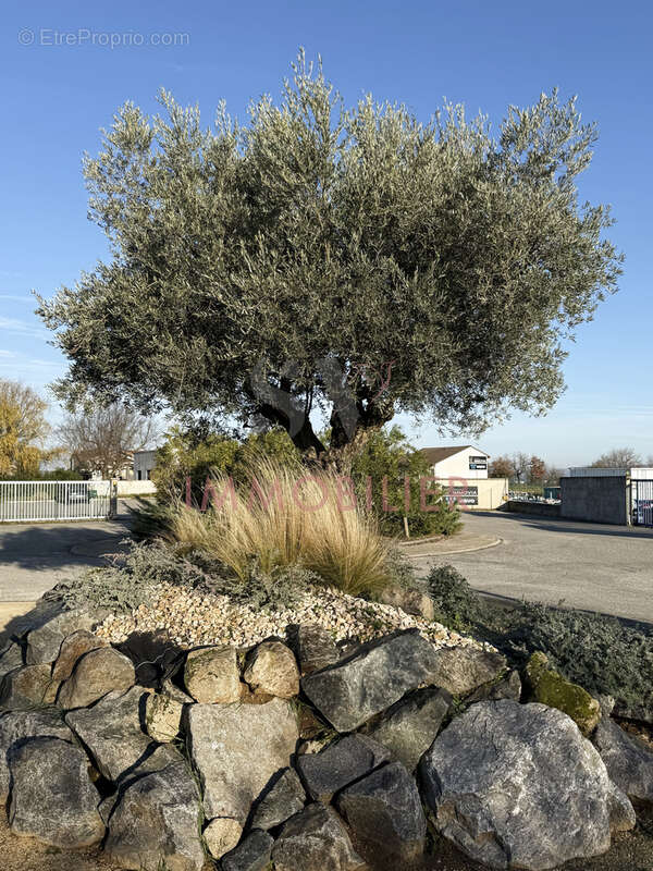 Commerce à CHATEAUNEUF-SUR-ISERE